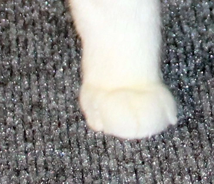 Drymate Corner Cat Litter Mat, 29.5-in 8 Drymate Corner Cat Litter Mat, 29.5-in - Image 8