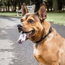 Pet Life Aero Mesh 360 Degree Dual Sided Mesh Dog Collar 9 Pet Life Aero Mesh 360 Degree Dual Sided Mesh Dog Collar -Pet Life Elegant shop 244774 PT4. SY630 V1596501376