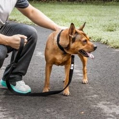 Pet Life Aero Mesh 2-In-1 Dual Sided Mesh Dog Leash & Collar -Pet Life Elegant shop 244793 PT3. SY630 V1596499853