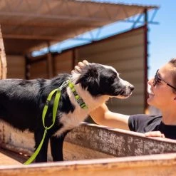 Pet Life Advent Outdoor Series 3M Reflective 2-in-1 Durable Martingale Training Dog Leash & Collar -Pet Life Elegant shop 328241 PT3. SY630 V1631309216