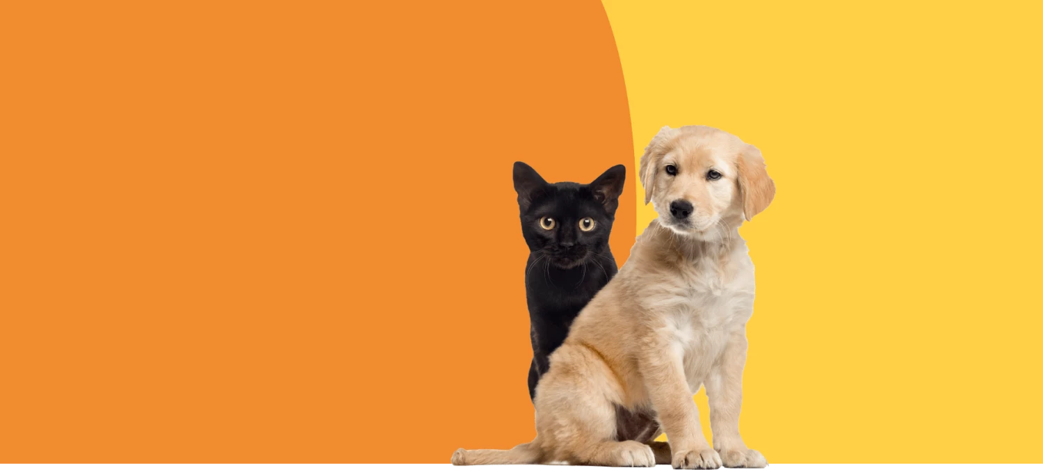 Pet Life Elegant shop -Pet Life Elegant shop 333