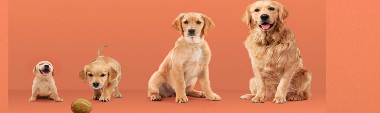 Pet Life Elegant shop -Pet Life Elegant shop 666